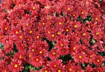 Blooming flowers of red Chrysanthemum grandiflorum. Full frame. Background and texture.