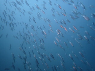 海を泳ぐマアジの群れ