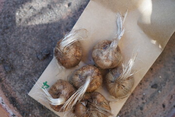 A close-up of Crocus sativus bulbs (saffron crocus) ready for planting.