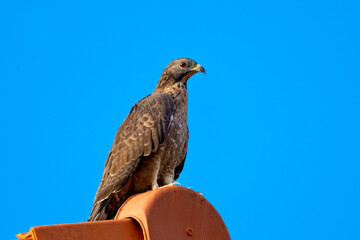 Majestic Black Eagle Perched Against Clear Blue Sky