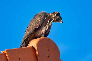 Majestic Black Eagle Perched Against Clear Blue Sky