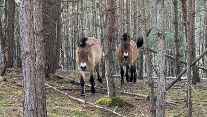 Przewalski Pferde im Wald