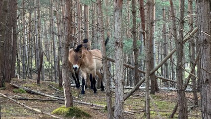 Przewalski Pferde in Franken © Sigena