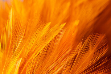 Brown feather texture, macro, close up,Close-up of brown blurred soft feather texture,Brown macro feather texture,macro photo of brown hen feathers. background or textura,Chicken feather macro,backgro © banjongseal324