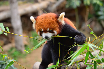 Obraz premium Fire fox or red panda