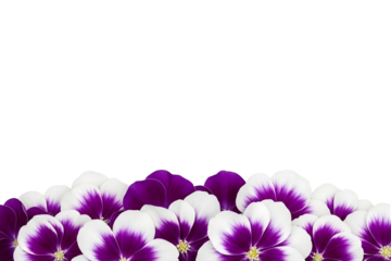 Purple and white pansy flower border isolated on transparent background PNG