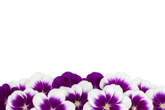 Purple and white pansy flower border isolated on transparent background PNG
