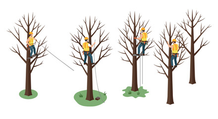 Obraz premium Tree climbing arborists in action professional tree maintenance and pruning