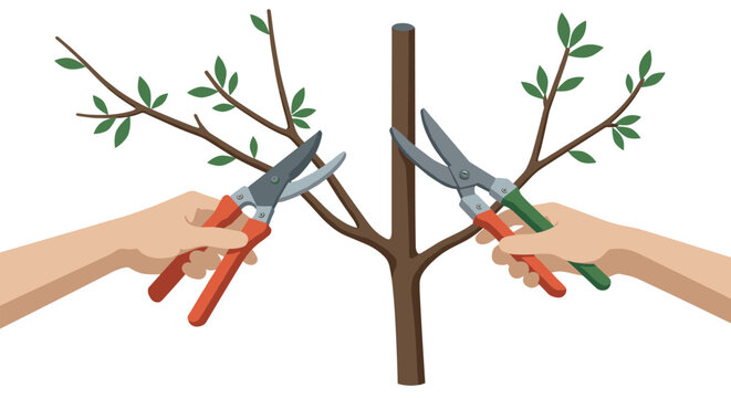 Pruning techniques for healthy tree growth illustrated