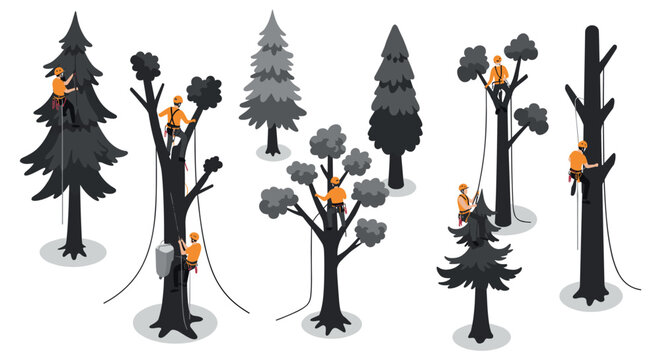 Isometric arborists climbing trees for maintenance and safety