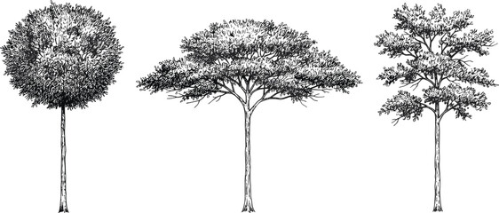 Fototapeta premium Three tree silhouettes, diverse foliage shapes, acacia, deciduous, tiered canopy, nature vector illustration, botanical design, landscape element, eco-themed graphic art