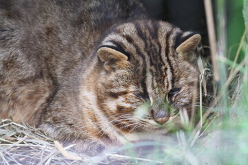 ツシマヤマネコ