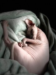 A funny Sphynx cat in a blanket