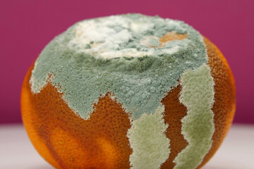 Overripe and rotten mandarin. Rotten tangerine covered with mold