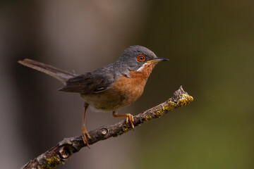 Western subalpine warbler