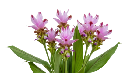 Delicate pink siam tulip flowers isolated on black