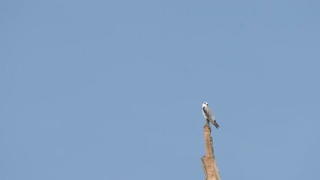 Black-winged Kite (Elanus caeruleus )on branch. Bird watching in natural habitats in the forest.
