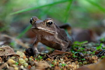 Obraz premium A close-up of a curious toad, its golden eyes glistening, surrounded by earthy tones of soil, leaves, and green blades.