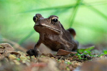 A close-up of a curious toad, its golden eyes glistening, surrounded by earthy tones of soil, leaves, and green blades.