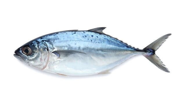Elegant Blue Runner Fish Isolated on White Background.