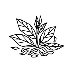 Line art illustration of a small plant with leaves and roots