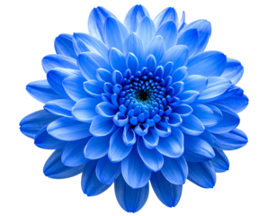 Vibrant, detailed blue blossom with intricate petals on black