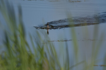 Pied-billed Grebe swimming vigorously towards camera with a wake trailing behind it.