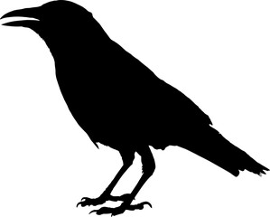 Silhouette of Crow on white background.