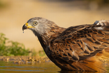 red kite