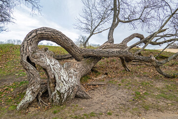 Strangly shaped oak tree, alive, in Dutch coastal dunes in autumn