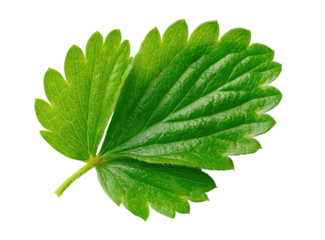 A vibrant, close-up photograph showcasing a single, healthy, green strawberry leaf