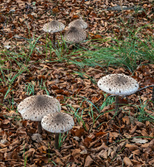 The parasol mushroom (Macrolepiota procera), a large edible mushroom from sandy soils, resembling some toxic species. In the coastal dunes of the Netherlands