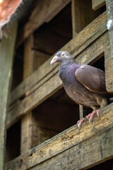Pigeon perched on weathered wooden structure looking to the side © Nobel