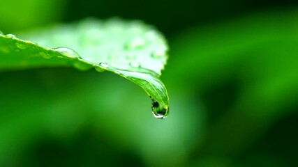 Captivating macro shot of a water droplet forming and falling from a vibrant green leaf, - Powered by Adobe