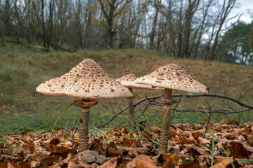 The parasol mushroom (Macrolepiota procera), a large edible mushroom from sandy soils, resembling some toxic species. In the coastal dunes of the Netherlands