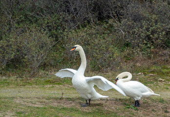 Pair of standing mute swans (Cygnus olor), one flapping its wings, in the coastal area of the Netherlands