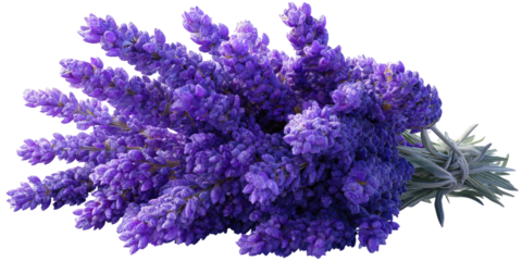 A vibrant bunch of lavender flowers with purple blooms, tied with a gray-green stem