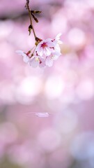 Delicate Cherry Blossom Branch in Soft Focus - A Springtime Dream.