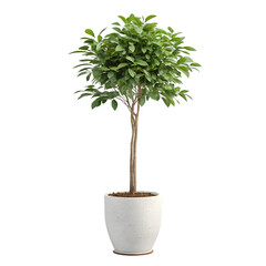 Potted Green Plant in White Pot – Lush Foliage for Home & Office Decor on transparent background