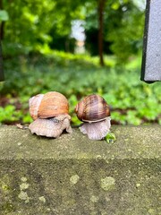 snails on the asphalt