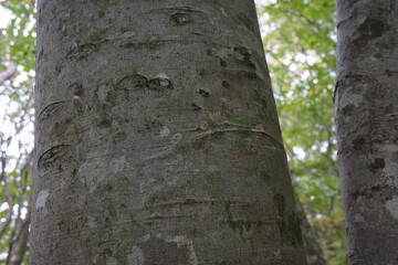 蔵王の麓の森のブナの幹に残されたツキノワグマの足跡。