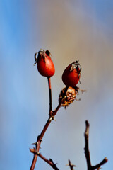 Bright red rosehip berries on bare branches against a blue winter sky in Italy. A vibrant seasonal scene capturing the beauty of nature and the contrast between color and cold atmosphere.