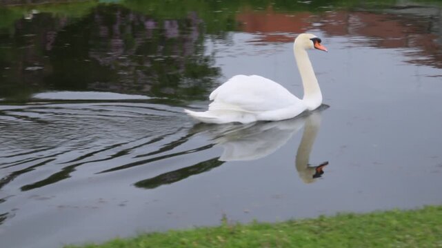 Schwan beim schwimmen
