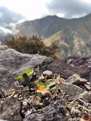 秋の蔵王・水引入道山頂で育つキアゲハの幼虫。