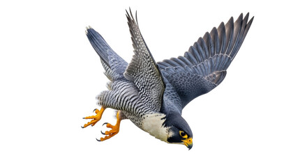 Isolated Peregrine Falcon with its Wings Spread, a Bird of Prey in the Act of Landing, Hovering