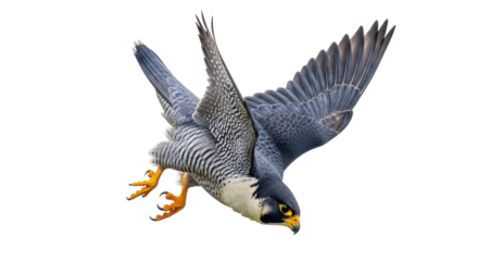 Isolated Peregrine Falcon with its Wings Spread, a Bird of Prey in the Act of Landing, Hovering