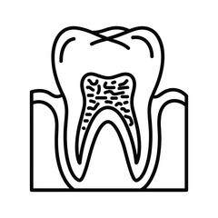 Crosssection of a human tooth showing roots and pulp