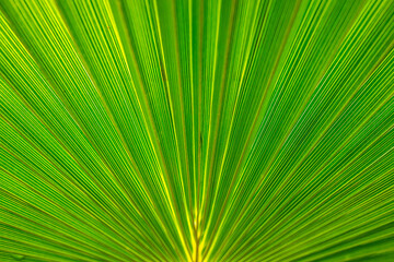 Obraz premium Abstract close up green palm leaf texture pattern with bright yellow radiating line detail with copy space