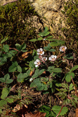 Blooming strawberry plants in springtime in Abkhazia, Georgia. White blossoms and green leaves symbolize renewal, growth, and the natural beauty of rural agricultural landscapes.