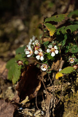 Blooming strawberry plants in springtime in Abkhazia, Georgia. White blossoms and green leaves symbolize renewal, growth, and the natural beauty of rural agricultural landscapes.